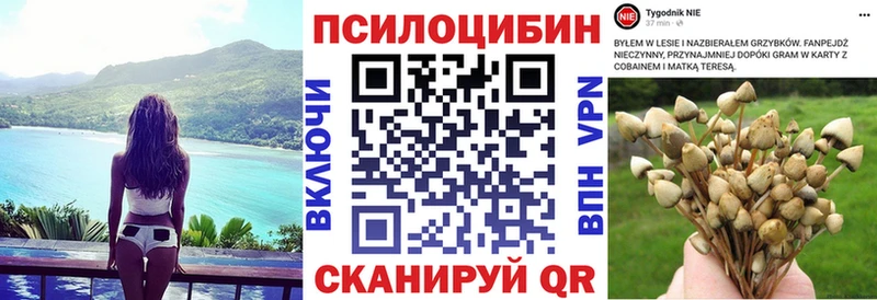Купить  Моршанск  Псилоцибиновые грибы Psilocybe 